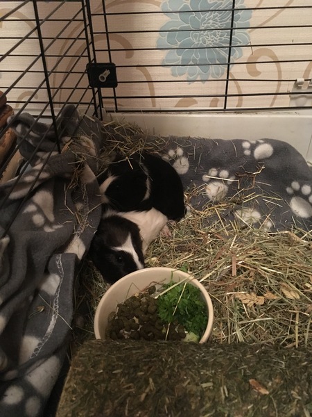 introducing young baby guinea pigs to an adult