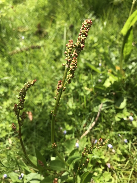 Wildflower plant id
