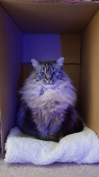 To get a cat when we have a 1 yr old and both work?
