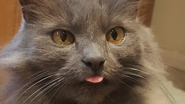 Next door's -thug- cat