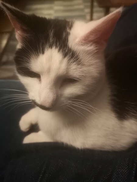 New kittens need feeding 3 x a day