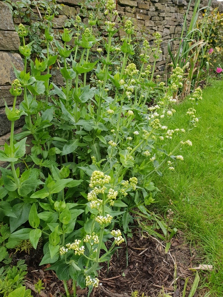 Help me identify this plant!