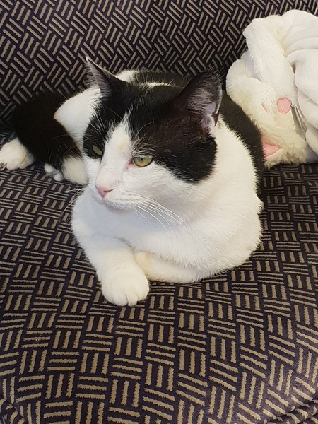 Rescue cat