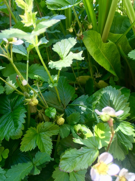 Any Witches Here? Part 8.