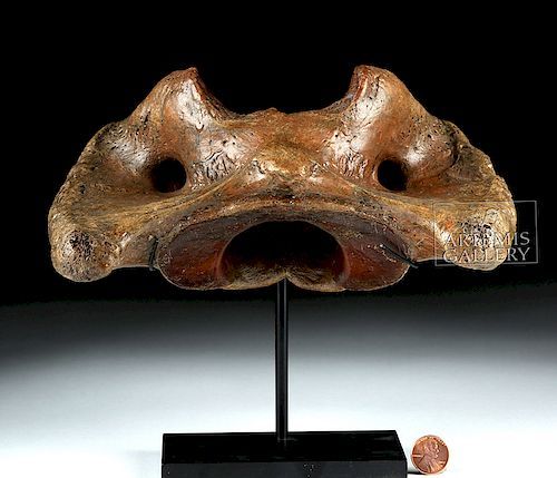 Animal bone, pelvis? Photos! Help.