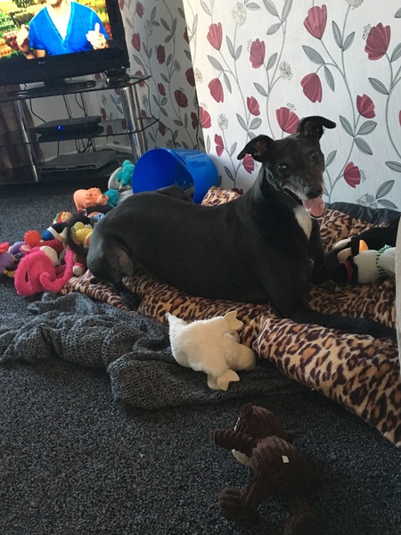 I feel like I've lost my best friend. Advice on how to get through losing a dog