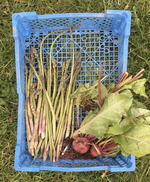 Allotment?Veg Patch Thread 13! Are we weathering the weather?