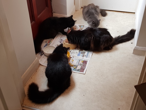 Next door's -thug- cat