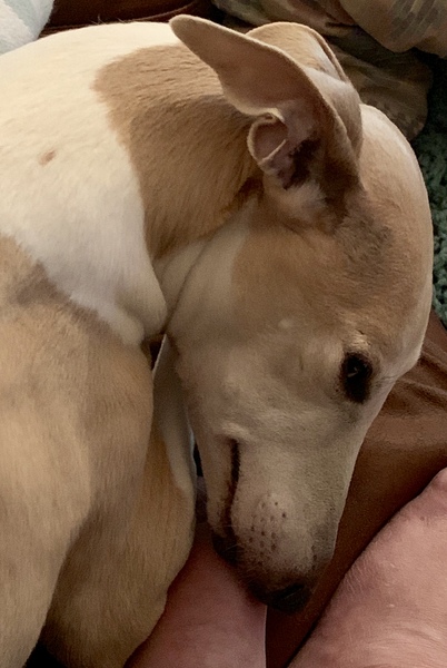 Lurcher- Just the way they are?