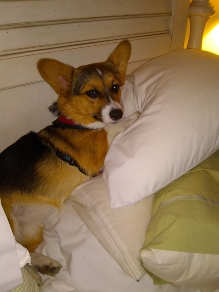 Show me your dogs
