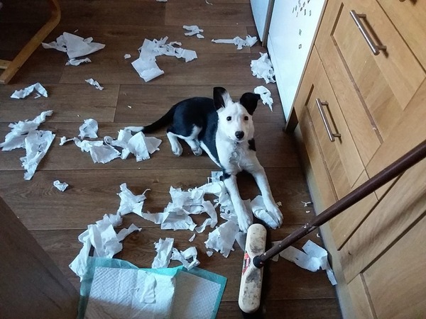 General Dog Chat 5