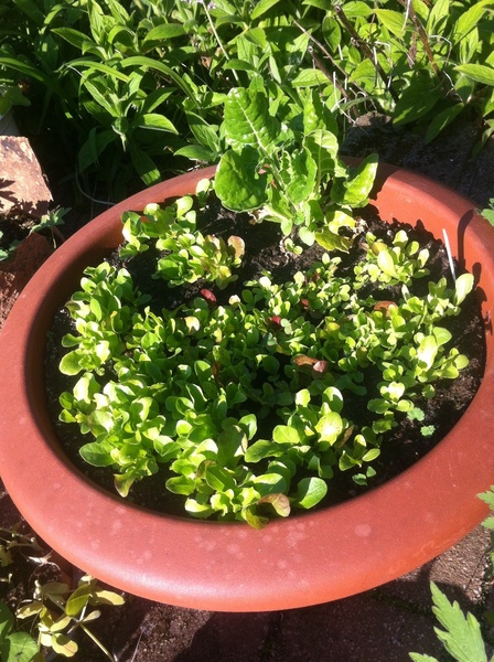 Allotment?Veg Patch Thread 13! Are we weathering the weather?