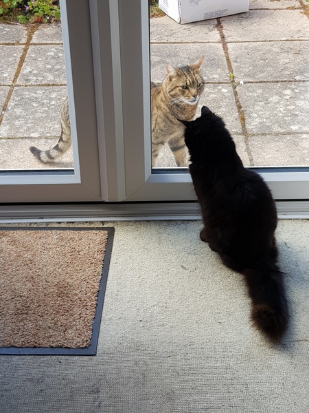 Next door's -thug- cat