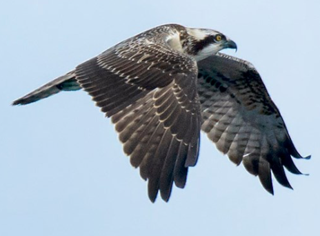 Any birdwatchers about? Need ID help!