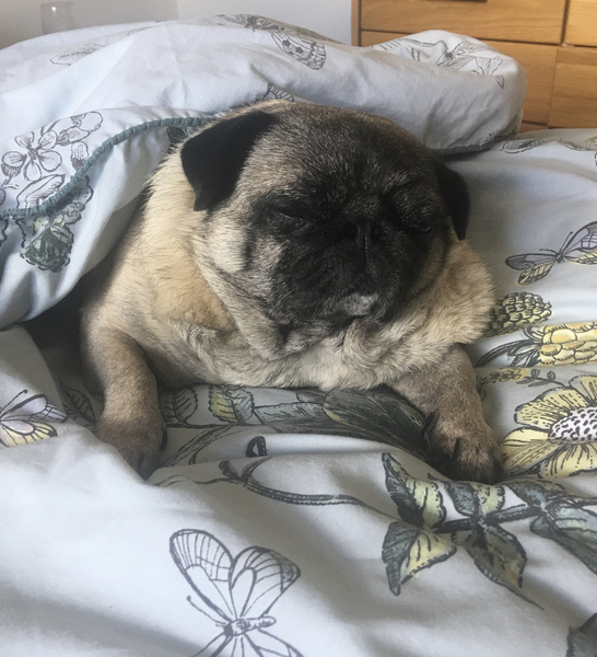 Do you sleep with your dog?
