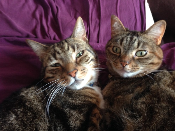 Giving kitten to someone in a flat? Is it cruel?