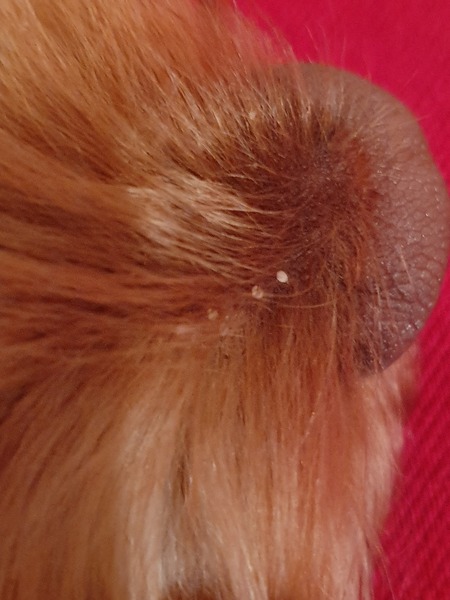 What's this on my dog's nose please?