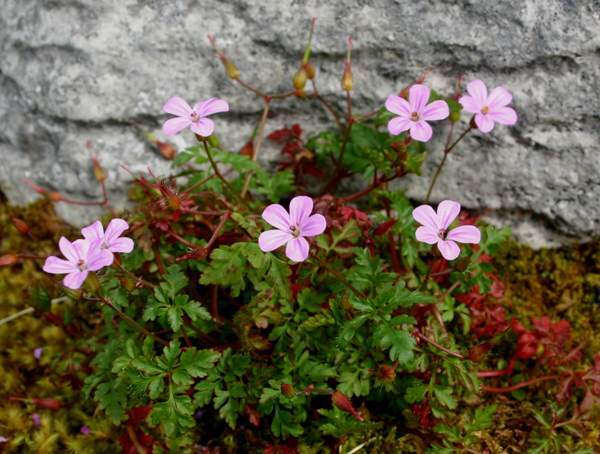 Please can someone name this plant?