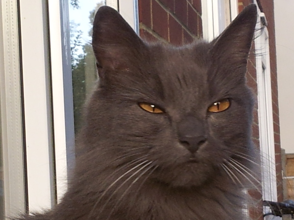 Next door's -thug- cat