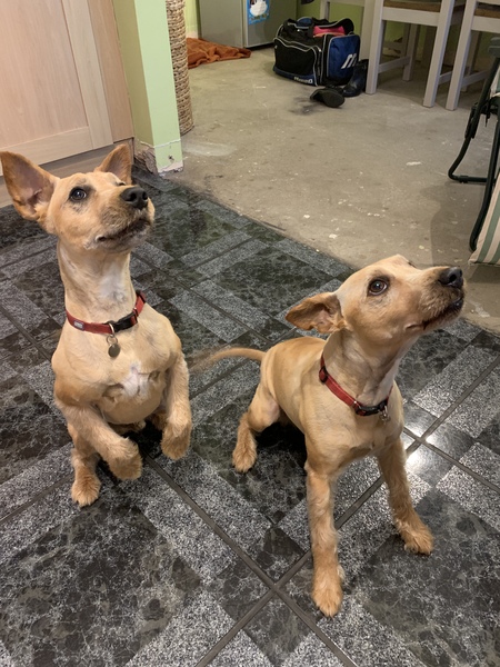 Show me your dogs