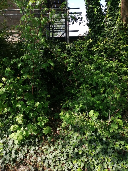Are we allowed to prune/cut back council’s overgrown weeds/bushes/prickles to add fence out of our garden onto public land?