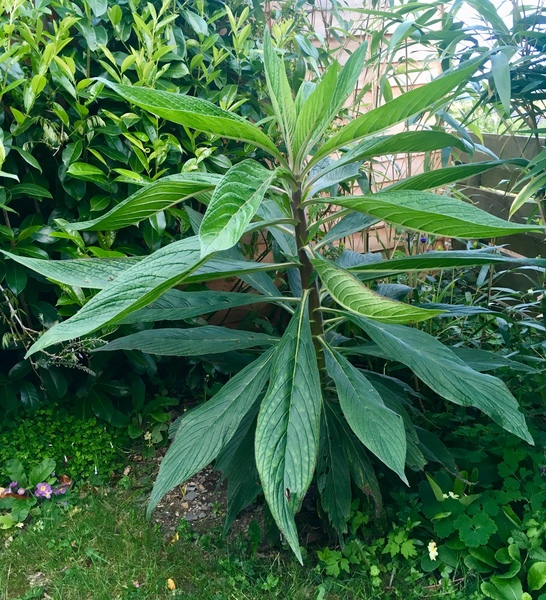 Any Witches Here? Part 8.