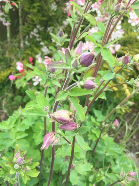 Weed/wildflowers/inherited