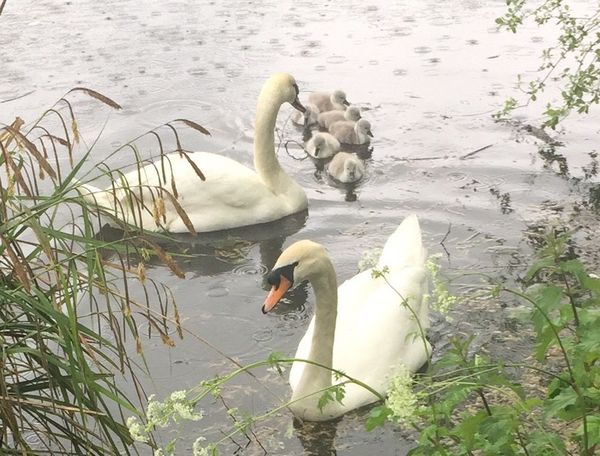 Swagger Inn 161 - Springtime is here so wenches get in the beds to help things to grow