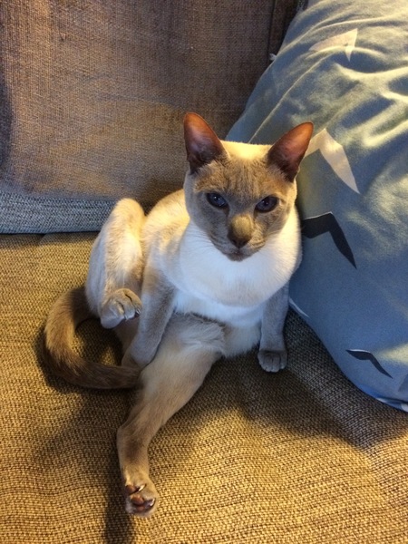 Westminstenders: A fully functioning government?