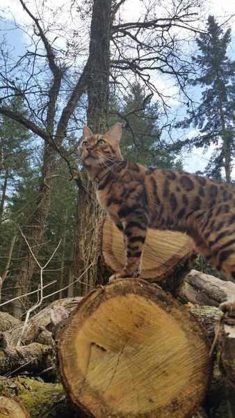 Next door's -thug- cat