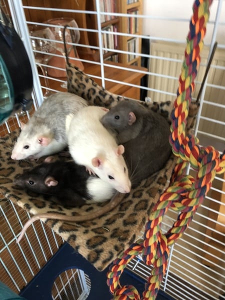 Tell me about having pet rats please.