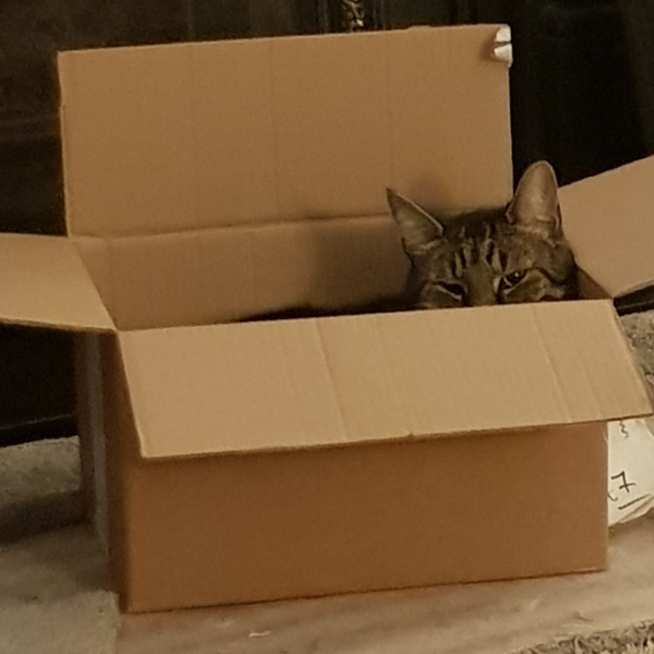 Westministenders: The Only Election That Matters - The Tory One