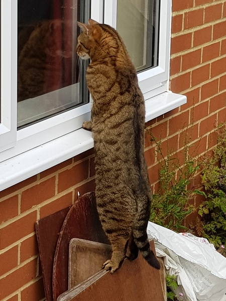 Next door's -thug- cat