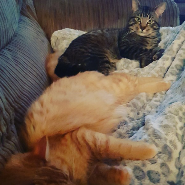 I adopted this pair on Sunday...