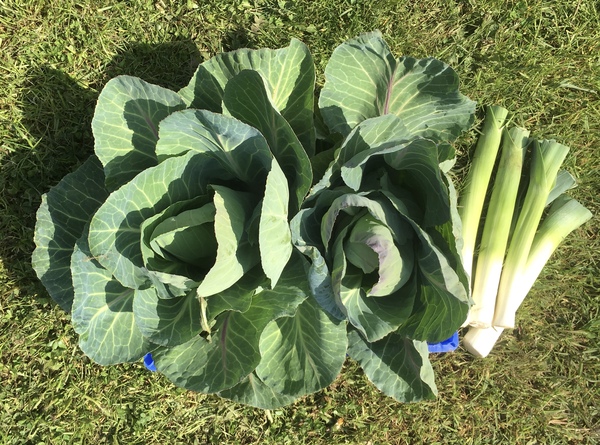 Allotment?Veg Patch Thread 13! Are we weathering the weather?