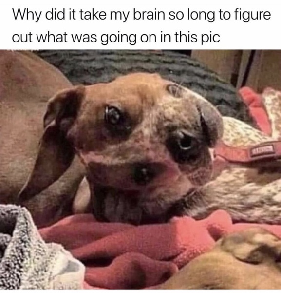 The Mega Meme Thread