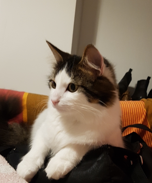 What's your DCat up to today? (Thread 7!)