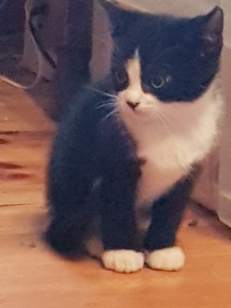 We are getting kittens.