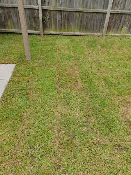 New turf looking patchy, will it be ok?