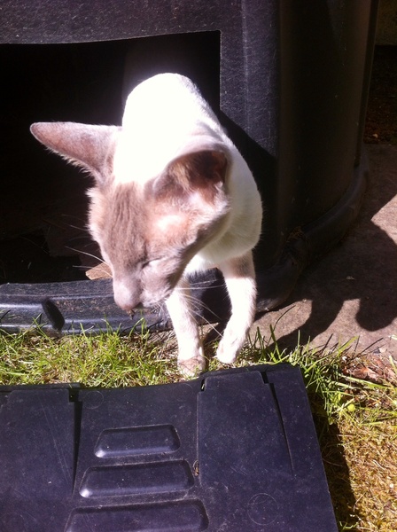 Westminstenders: Has Boris been outmanoeuvred? Reprise