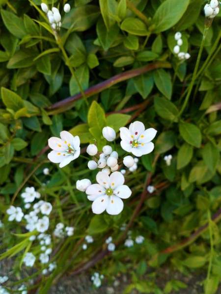 Help with plant ID please..