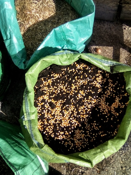 Thrifty fresh treat for your piggies. Home sown popping corn.