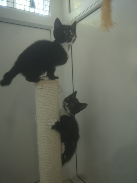 New kittens need feeding 3 x a day