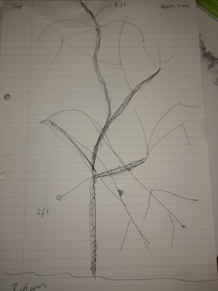 Apple tree pruning help with pics