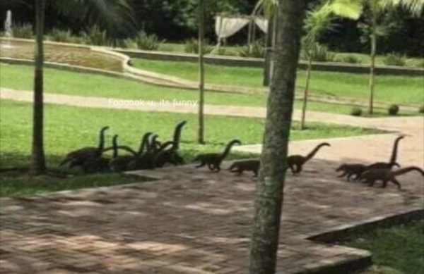 Please share your funny memes or pictures.