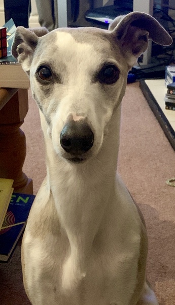 Lurcher- Just the way they are?