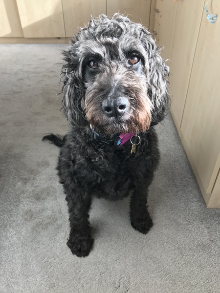 Show me your dogs