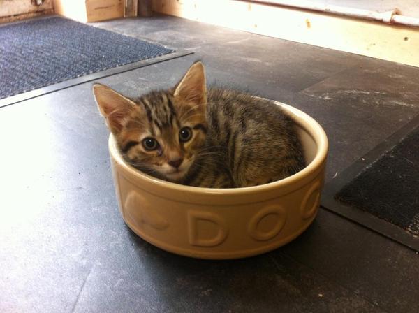 Next door's -thug- cat