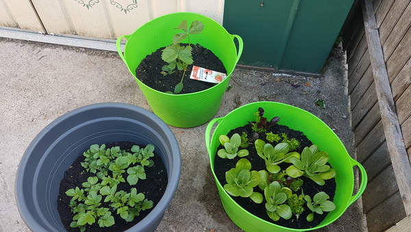 Allotment/Veg Patch Thread 14 ! growing into summer