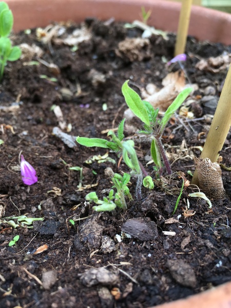 Seedling ID - tomato?